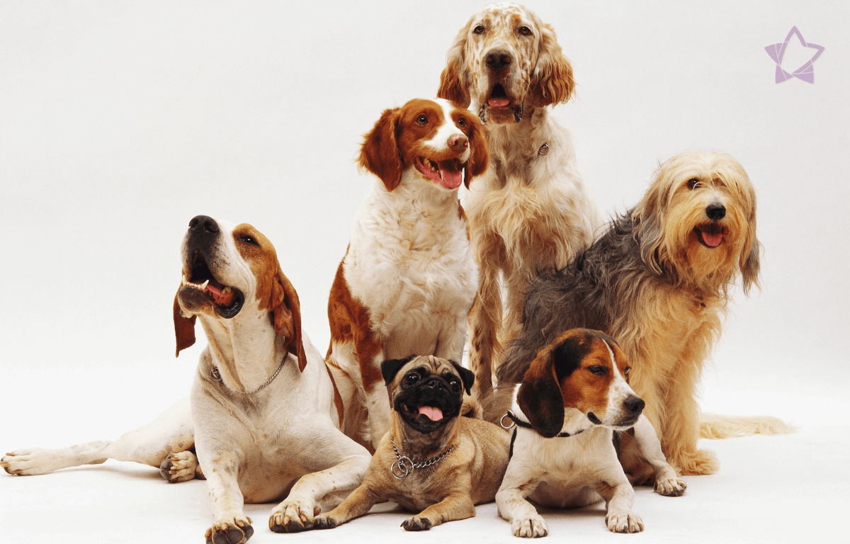Imagem de cães de diferentes raças juntos, representando a cremação individual e coletiva para pets.