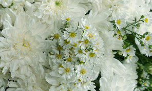 Serviços - Ornamentação